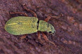 Polydrusus impressifrons / Mattgrner Glanzrssler / Rsselkfer - Curculionidae - Entiminae