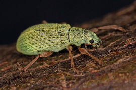 Polydrusus impressifrons / Mattgrner Glanzrssler / Rsselkfer - Curculionidae - Entiminae