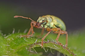 Polydrusus pterygomalis / Dickkopf-Glanzrssler / Rsselkfer - Curculionidae - Entiminae