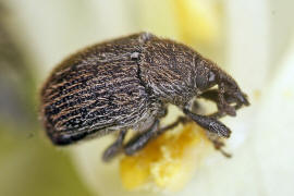 Rhinusa antirrhini / Lwenmaul-Gallenrssler / Rsselkfer - Curculionidae - Curculioninae