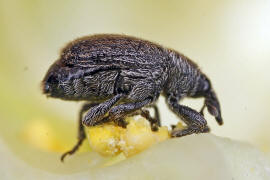 Rhinusa antirrhini / Lwenmaul-Gallenrssler / Rsselkfer - Curculionidae - Curculioninae