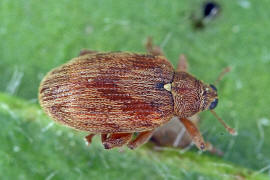 Orchestes testaceus (= Rhynchaenus testaceus) / Braunroter Erlen-Springrssler / Rsselkfer - Curculionidae - Curculioninae