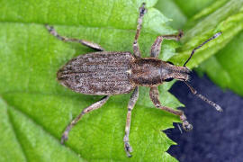 Sitona griseus / Groer Grauer Blattrandrssler / Rsselkfer - Curculionidae - Brachyderinae