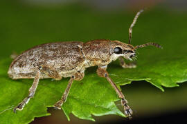 Sitona griseus / Groer Grauer Blattrandrssler / Rsselkfer - Curculionidae - Brachyderinae