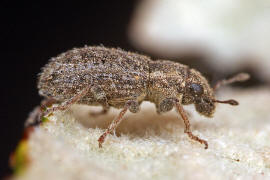 Sitona hispidulus / Borstiger Blattrandrssler / Rsselkfer - Curculionidae - Brachyderinae