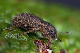 Sitona hispidulus / Borstiger Blattrandrssler / Rsselkfer - Curculionidae - Brachyderinae