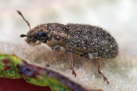 Sitona hispidulus / Borstiger Blattrandrssler / Rsselkfer - Curculionidae - Brachyderinae