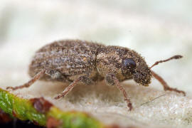 Sitona hispidulus / Borstiger Blattrandrssler / Rsselkfer - Curculionidae - Brachyderinae