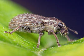 Sitona hispidulus / Borstiger Blattrandrssler / Rsselkfer - Curculionidae - Brachyderinae