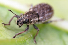 Sitona hispidulus / Borstiger Blattrandrssler / Rsselkfer - Curculionidae - Brachyderinae