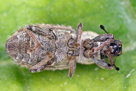 Sitona hispidulus / Borstiger Blattrandrssler / Rsselkfer - Curculionidae - Brachyderinae