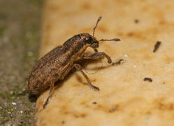 Sitona humeralis / Luzerne Blattrandrssler / Rsselkfer - Curculionidae - Brachyderinae