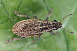 Sitona sulcifrons / Furchenkopf-Blattrandrssler / Rsselkfer - Curculionidae - Brachyderinae