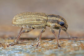 Sitona sulcifrons / Furchenkopf-Blattrandrssler / Rsselkfer - Curculionidae - Brachyderinae