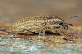 Sitona sulcifrons / Furchenkopf-Blattrandrssler / Rsselkfer - Curculionidae - Brachyderinae