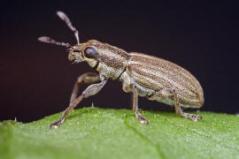 Sitona sulcifrons / Furchenkopf-Blattrandrssler / Rsselkfer - Curculionidae - Brachyderinae