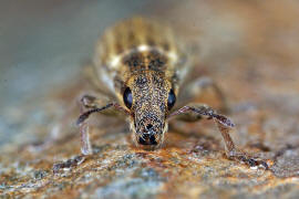 Sitona sulcifrons / Furchenkopf-Blattrandrssler / Rsselkfer - Curculionidae - Brachyderinae