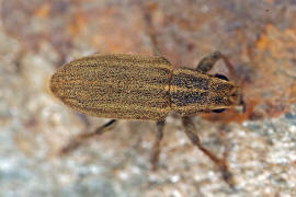 Sitona sulcifrons / Furchenkopf-Blattrandrssler / Rsselkfer - Curculionidae - Brachyderinae