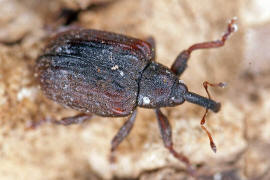 Stereonychus fraxini / Eschen-Blattschaber / Rüsselkäfer - Curculionidae - Curculioninae