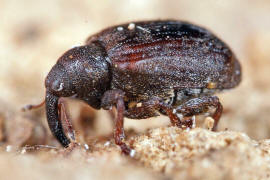 Stereonychus fraxini / Eschen-Blattschaber / Rüsselkäfer - Curculionidae - Curculioninae