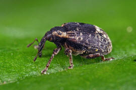 Stereonychus fraxini / Eschen-Blattschaber / Rüsselkäfer - Curculionidae - Curculioninae