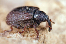 Stereonychus fraxini / Eschen-Blattschaber / Rsselkfer - Curculionidae - Curculioninae