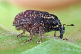 Stereonychus fraxini / Eschen-Blattschaber / Rüsselkäfer - Curculionidae - Curculioninae