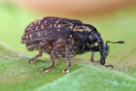 Stereonychus fraxini / Eschen-Blattschaber / Rsselkfer - Curculionidae - Curculioninae