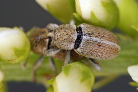 Tychius meliloti / Frher Honigklee-Bltenrssler / Rsselkfer - Curculionidae - Curculioninae