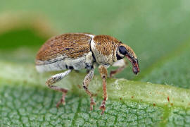 Tychius meliloti / Frher Honigklee-Bltenrssler / Rsselkfer - Curculionidae - Curculioninae