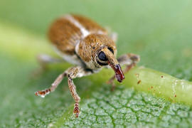 Tychius meliloti / Frher Honigklee-Bltenrssler / Rsselkfer - Curculionidae - Curculioninae