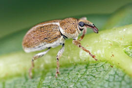 Tychius meliloti / Frher Honigklee-Bltenrssler / Rsselkfer - Curculionidae - Curculioninae