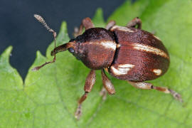 Tychius quinquepunctatus / Fnfpunkt-Bltenrssler / Rsselkfer - Curculionidae - Curculioninae