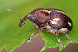 Tychius quinquepunctatus / Fnfpunkt-Bltenrssler / Rsselkfer - Curculionidae - Curculioninae