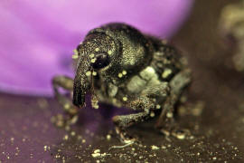 Zacladus exiguus / Kleiner Storchschnabelrssler / Rsselkfer - Curculionidae