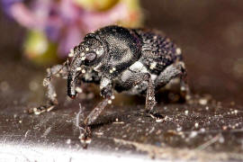 Zacladus exiguus / Kleiner Storchschnabelrssler / Rsselkfer - Curculionidae