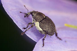 Zacladus geranii / Groer Storchschnabelrssler / Rsselkfer - Curculionidae