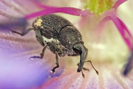 Zacladus geranii / Groer Storchschnabelrssler / Rsselkfer - Curculionidae