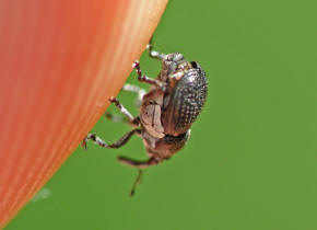 Zacladus geranii / Groer Storchschnabelrssler / Rsselkfer - Curculionidae