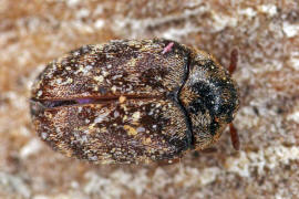 Anthrenocerus australis / Australischer Teppichkäfer / Speckkäfer - Dermestidae
