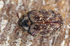Anthrenocerus australis / Australischer Teppichkäfer / Speckkäfer - Dermestidae