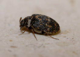 Anthrenus museorum / Kabinettkfer / Museumskfer / Speckkfer - Dermestidae