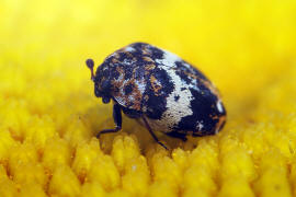 Anthrenus pimpinellae / Bibernellen-Bltenkfer / Speckkfer - Dermestidae