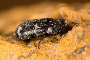 Megatoma undata / Gewellter Speckkfer / Speckkfer - Dermestidae