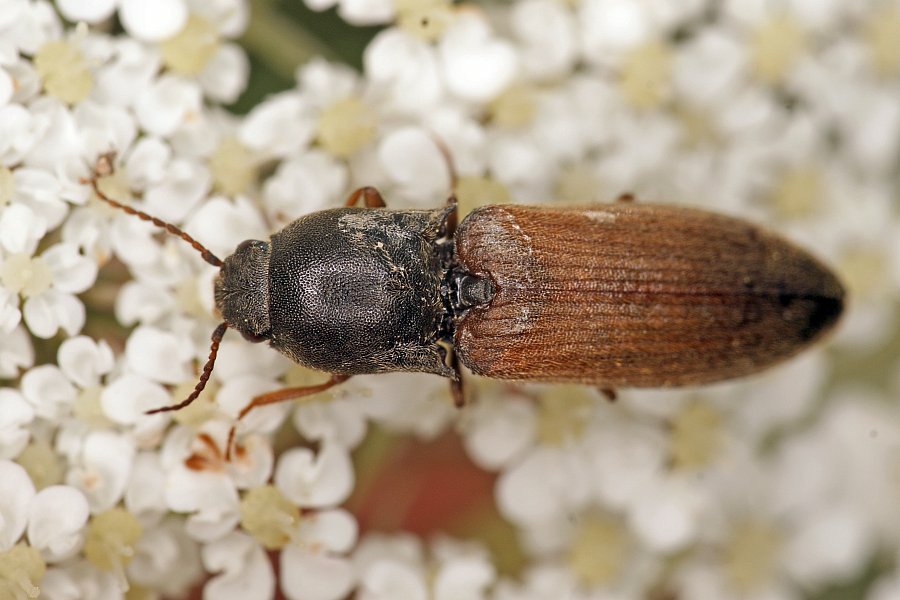 Agriotes ustulatus / Rauchiger Schnellkäfer / Schnellkäfer - Elateridae - Agriotinae