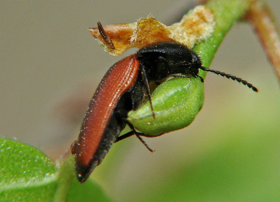 Ampedus elongatulus / Länglicher Schnellkäfer / Schnellkäfer - Elateridae - Ampedinae