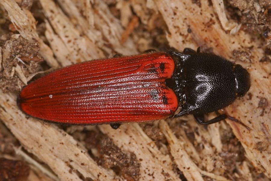 Ampedus sanguineus / Blutroter Schnellkäfer / Schnellkäfer - Elateridae - Ampedinae