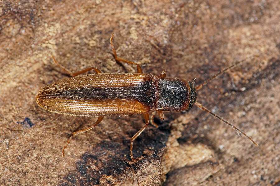 Dalopius marginatus / Gestreifter Forstschnellkäfer / Schnellkäfer - Elateridae - Agriotinae