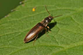 Agriotes acuminatus / Kein deutscher Name / Familie: Schnellkfer - Elateridae - Agriotinae