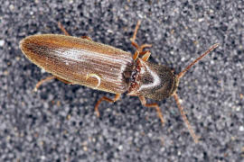 Agriotes acuminatus / Kein deutscher Name / Familie: Schnellkfer - Elateridae - Agriotinae